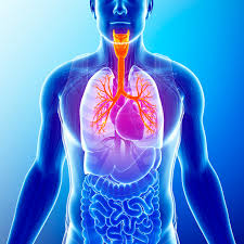 How Body Imaging Can Help Diagnose and Treat Blood Clotting Disorders